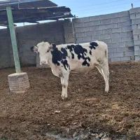 گوساله نر سیمینتال