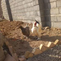 مرغ و خروس برهما هیکلی|حیوانات مزرعه|صائین قلعه, |دیوار