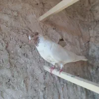 کفتر