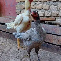 تخم مرغ لاری نطفه دار افغان