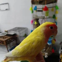 کوتوله