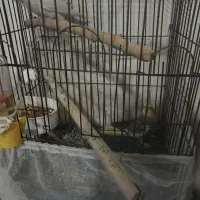 یک جفت عروس هلندی بالغ|پرنده|ماهدشت, |دیوار