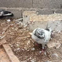 کبوتر|پرنده|رشت, حومه رشت|دیوار