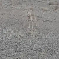 سگ گمشده حوالی سیدان