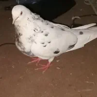 کبوتر