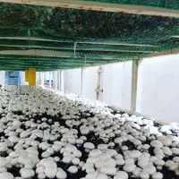 سالن قارچ/ شغل خانگی/ مشاوره