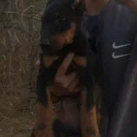 سگ ژرمن و دوبرمن|سگ|اصفهان, باغ فردوس|دیوار