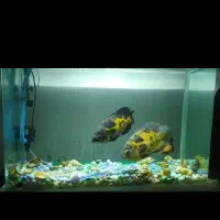 ماهی اسکار دلبر