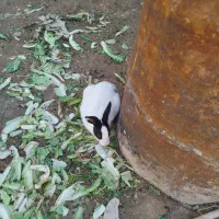 خرگوش|موش و خرگوش|قصرشیرین, |دیوار