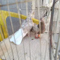 کبوتر رنگی و دورگ