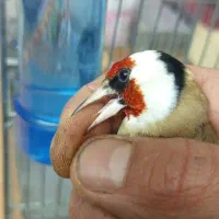 سهره وحش|پرنده|شیراز, کوشک میدان|دیوار