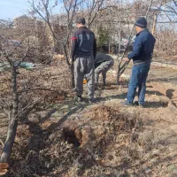 خرید درختان باغی و چوب خانه قدیمی|خدمات باغبانی و درختکاری|نیشابور, خط کاشمر|دیوار