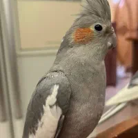 عروس هلندی ماده