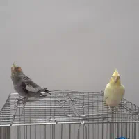 عروس هلندی جوجه۲ماهه