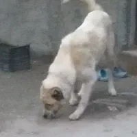 سگ سرابی