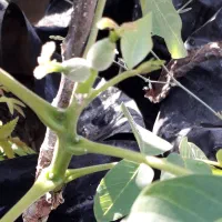 پیوند  درخت گردو