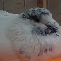 کبوتربچه های خط پایان|پرنده|لاهیجان, بازکیاگوراب|دیوار