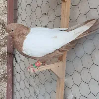 کبوتر سینه زرد ماده بازیکن(بزن)سوسنی نر