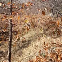 فروش باغ درروستای خرمازرد