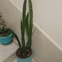 گلهای طبیعی سرحال هدیه روز مادر و زن|گل و گیاه طبیعی|شیراز, گویم|دیوار