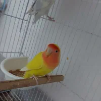 جفت گرینچیک و کوتوله مولد|پرنده|چابهار, |دیوار