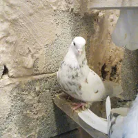 کبوتر|پرنده|ماکو, |دیوار