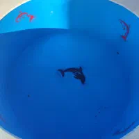 عایق استخر،سونا،جکوزی،،بادوسال ضمانت|خدمات پیشه و مهارت|شیراز, ابیوردی|دیوار