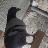 کبوتر|پرنده|قم, ناصردیوان|دیوار