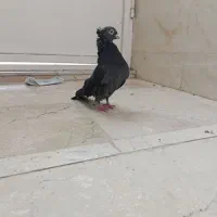 سه تا طوقی قاب ماده زاغ آبادانی عطقیه|پرنده|خمینی‌شهر, |دیوار