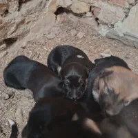 سگ ژرمن|سگ|اهواز, دانشگاه چمران|دیوار