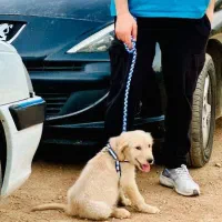 واگذاری هاپو/سگ/ گلدن رتریور