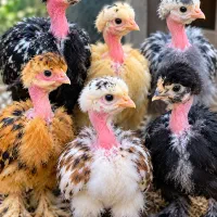 جوجه گردن لخت برهما و...