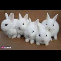 توله خرگوش