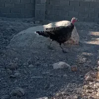 بوقلمون|حیوانات مزرعه|کوهدشت, |دیوار