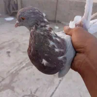 دوتا کبوتر تهرانی|پرنده|پاکدشت, پاکدشت (مامازند)|دیوار