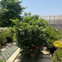 فروش ‌ویلا دوبلکس قیمت۲۷۵۰،،سندتک برگ (پاشا)|فروش خانه و ویلا|آمل, |دیوار