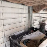 کبوتر|پرنده|خمینی‌شهر, |دیوار