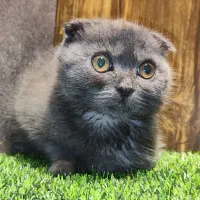 اسکاتیش بلو انفولد|گربه|تهران, گیشا|دیوار