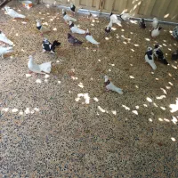 کفتر طوقی و رنگی