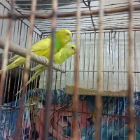 ۲ جفت مرغ عشق هلندی سالم و سرحال