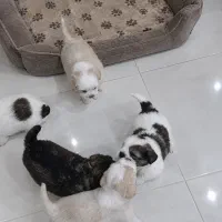 شیـتزو‌مـالتیـز