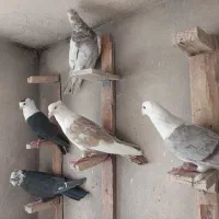 کبوتر تبعیدی|پرنده|قم, الغدیر|دیوار