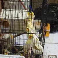 عروس هلندی لوتینو دونخور