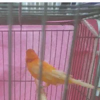 نر فوق شلاقی معاوضه با نر سبز  سفید یا سوخته ای