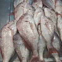 ماهی میگو دریایی|ماهی|تهران, تهرانپارس جنوبی|دیوار