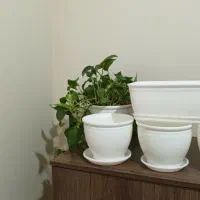 ۵ عدد گلدان نو  جنس پلاستیک سفید براق|گل و گیاه طبیعی|تهران, تهرانسر شرقی|دیوار