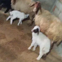 دوعددمیش دوعدد بره