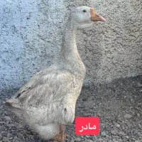 قوغاز قو غاز|حیوانات مزرعه|شاهرود, |دیوار