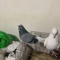 قناری|پرنده|صباشهر, |دیوار