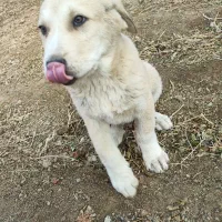 توله پژدر|سگ|بهار, |دیوار